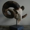 Enormous skull of an old ram on a hard stone base.