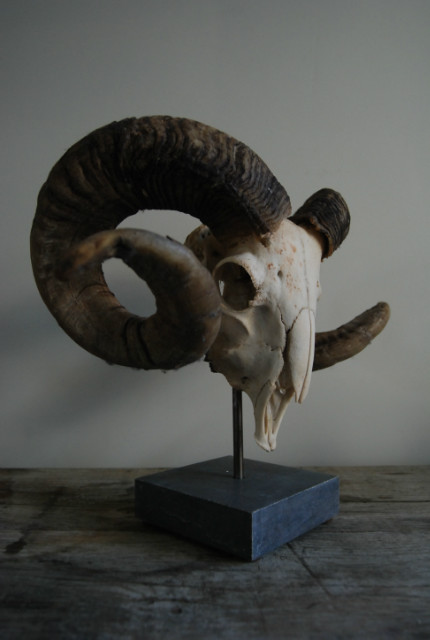 Enormous skull of an old ram on a hard stone base.