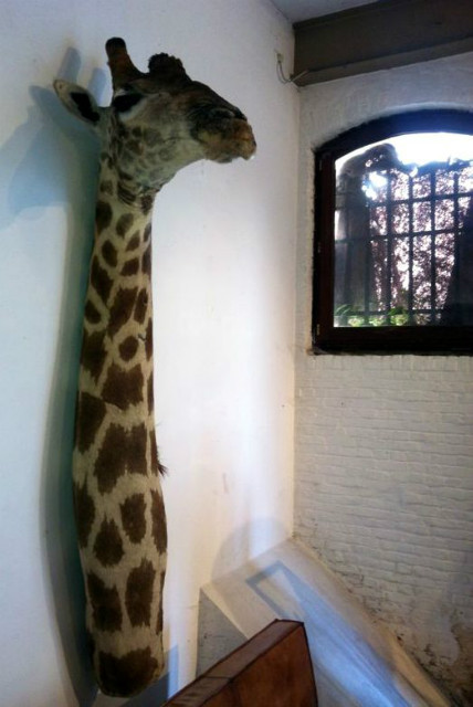 Opgezette giraffe. Giraffe shouldermount.