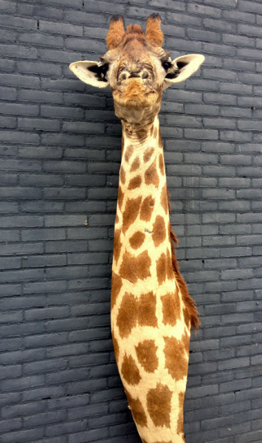 Stuffed giraffe head top