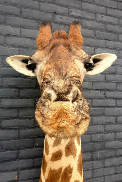 Opgezette giraffe. Giraffe shouldermount.