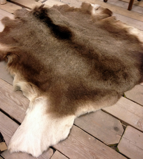Fresh tanned skin of a Scandinavian moose.