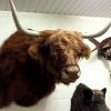 Very big and beautiful mounted head of a Scottish highland bull.