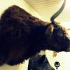 Very big and beautiful mounted head of a Scottish highland bull.