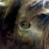 Very big and beautiful mounted head of a Scottish highland bull.