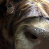 Very big and beautiful mounted head of a Scottish highland bull.