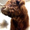 Very big and beautiful mounted head of a Scottish highland bull.