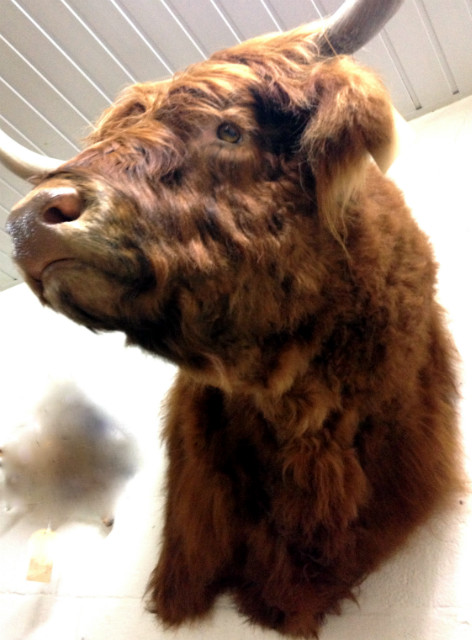 Very big and beautiful mounted head of a Scottish highland bull.