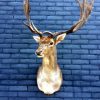 Trophy head of a fallow deer.