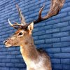 Trophy head of a fallow deer.