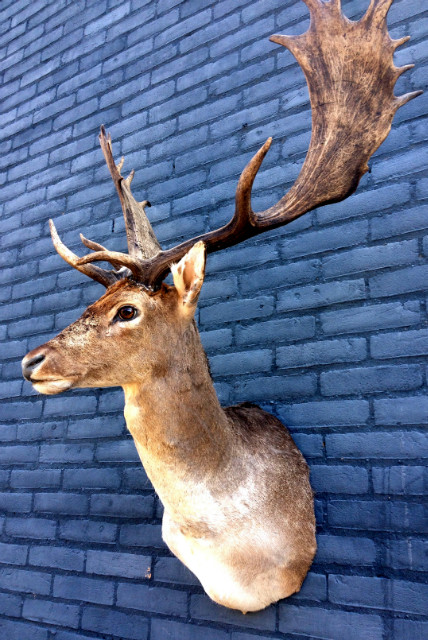 Trophy head of a fallow deer.