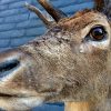 Trophy head of a fallow deer.