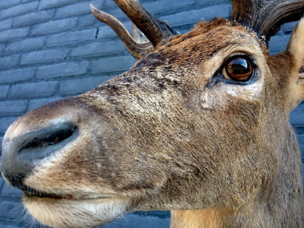 Trophy head of a fallow deer.