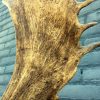 Trophy head of a fallow deer.