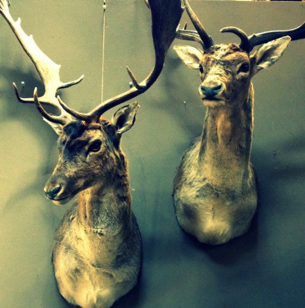 Trophy head of a fallow deer.