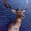 Vintage trophy head of a mouflon.