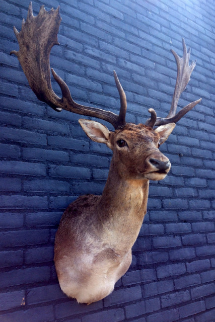 Trophy head of a fallow deer.
