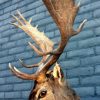 Shoulder mount of a big fallow deer.