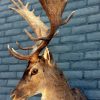 Shoulder mount of a big fallow deer.