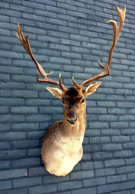 Shoulder mount of a big fallow deer.