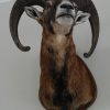 Opgezette kop van een mouflon.