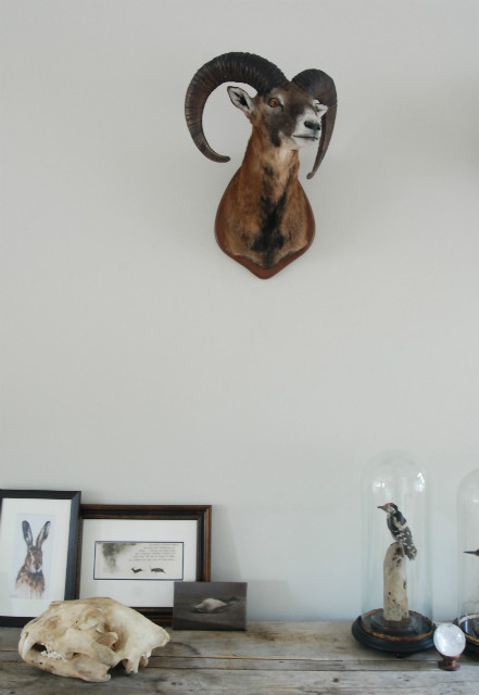 Stuffed head / hunting trophy of a mouflon.