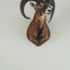 Stuffed head / hunting trophy of a mouflon.