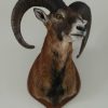 Stuffed head / hunting trophy of a mouflon.