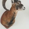 Stuffed head / hunting trophy of a mouflon.