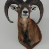 Stuffed head / hunting trophy of a mouflon.