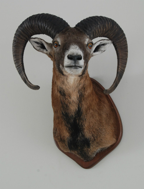 Stuffed head / hunting trophy of a mouflon.