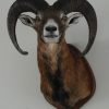 Opgezette kop van een mouflon.