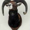 Hunting trophy of a dark mouflon.