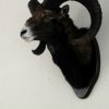 Hunting trophy of a dark mouflon.