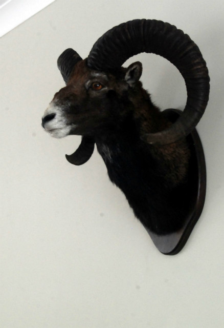Hunting trophy of a dark mouflon.