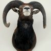 Hunting trophy of a dark mouflon.