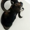 Hunting trophy of a dark mouflon.