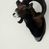 Hunting trophy of a dark mouflon.