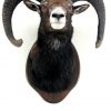 Hunting trophy of a dark mouflon.