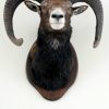 Hunting trophy of a dark mouflon.