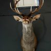 Stuffed head of red stag. Trophy deer head.