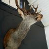 Stuffed head of red stag. Trophy deer head.