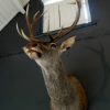 Stuffed head of red stag. Trophy deer head.