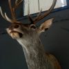 Stuffed head of red stag. Trophy deer head.