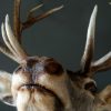 Stuffed head of red stag. Trophy deer head.