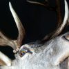 Stuffed head of red stag. Trophy deer head.