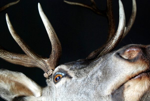 Stuffed head of red stag. Trophy deer head.