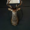 Stuffed head of red stag. Trophy deer head.