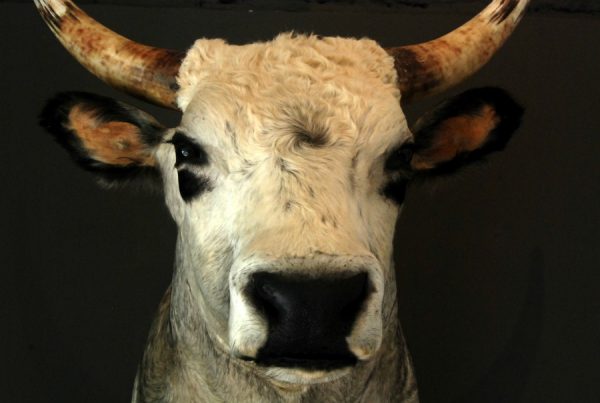 Stuffed head of a Hungarian bull.