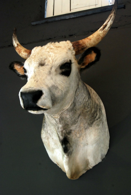 Stuffed head of a Hungarian bull.